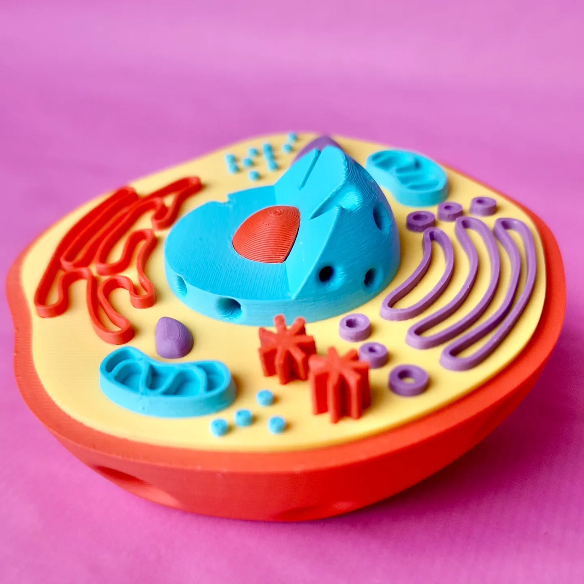 Célula Animal 3D