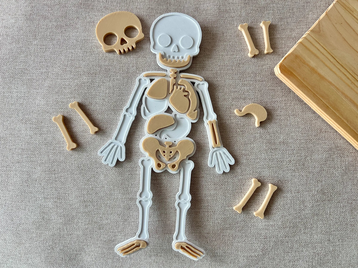 Cuerpo Humano armable