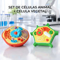 Set Células Vegetal y Animal 3D